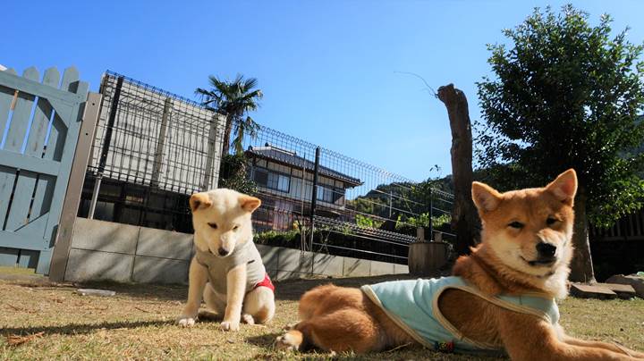 Mameshiba Dog Cafe "momoca" in Kochi Pref. 豆柴ドッグカフェ「momoca」高知県