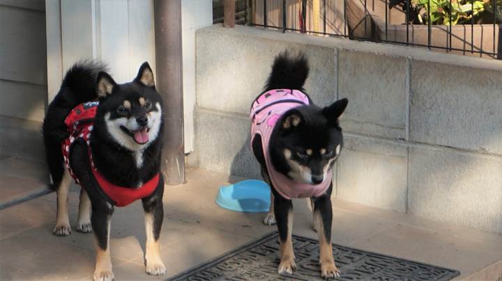 Mameshiba Dog Cafe "momoca" in Kochi Pref. 豆柴ドッグカフェ「momoca」高知県