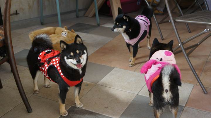 Mameshiba Dog Cafe "momoca" in Kochi Pref. 豆柴ドッグカフェ「momoca」高知県