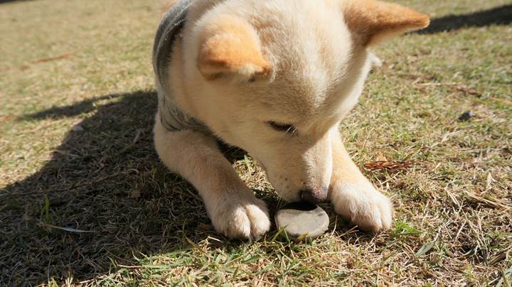 Mameshiba Dog Cafe "momoca" in Kochi Pref. 豆柴ドッグカフェ「momoca」高知県