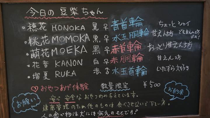 Mameshiba Dog Cafe "momoca" in Kochi Pref. 豆柴ドッグカフェ「momoca」高知県