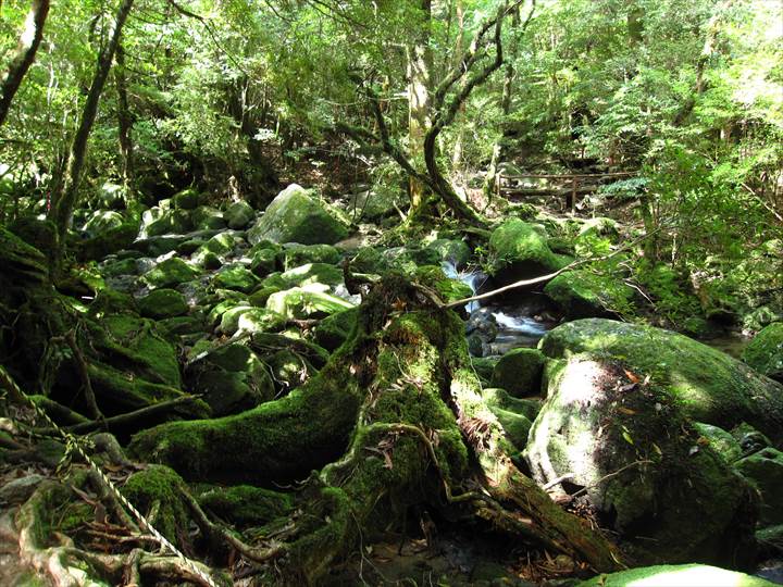 Yakushima Island National Park, World Natural Heritage in Japan 世界自然遺産 屋久島