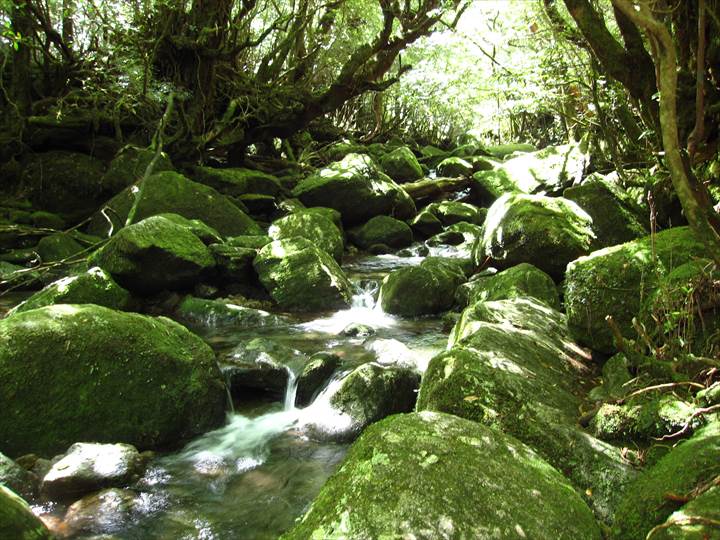 Yakushima Island National Park, World Natural Heritage in Japan 世界自然遺産 屋久島