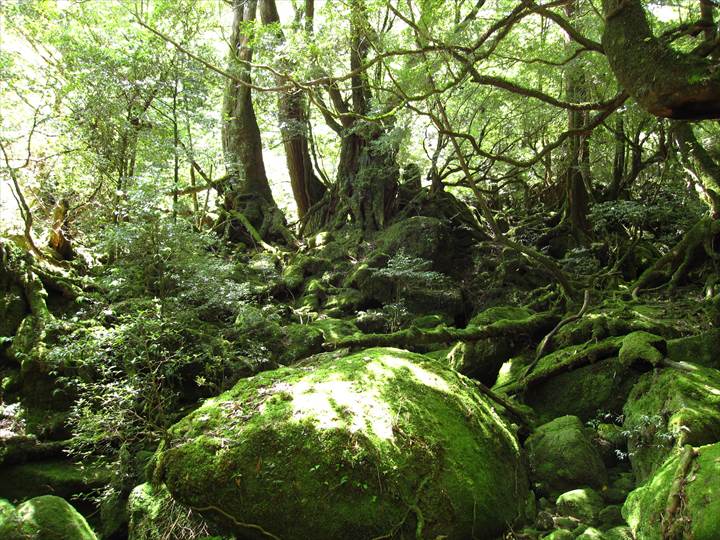 Yakushima Island National Park, World Natural Heritage in Japan 世界自然遺産 屋久島