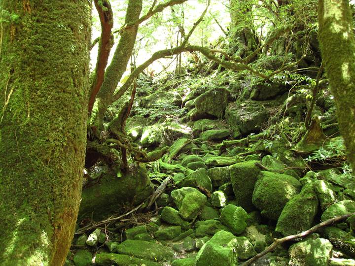 Yakushima Island National Park, World Natural Heritage in Japan 世界自然遺産 屋久島