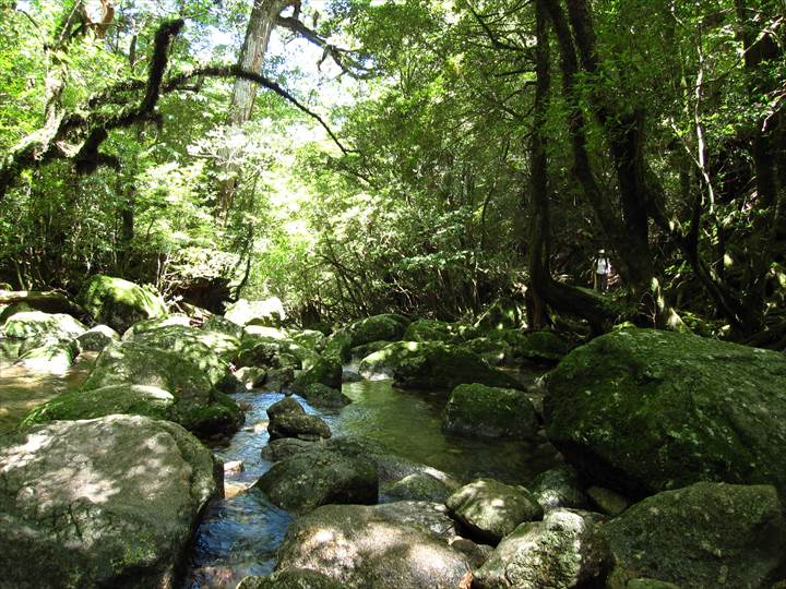 Yakushima Island National Park, World Natural Heritage in Japan 世界自然遺産 屋久島