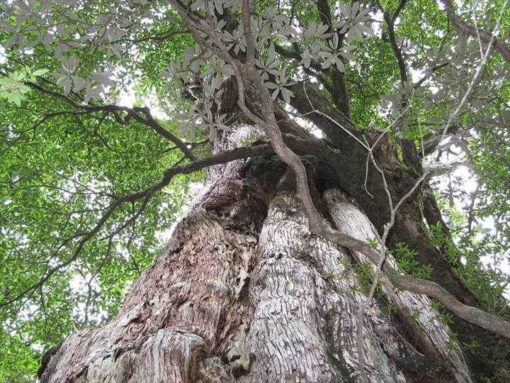 Yakushima Island National Park, World Natural Heritage in Japan 世界自然遺産 屋久島