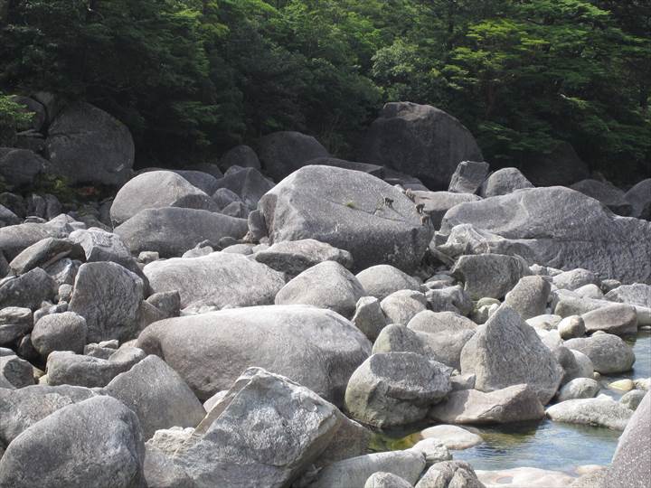 Yakushima Island National Park, World Natural Heritage in Japan 世界自然遺産 屋久島