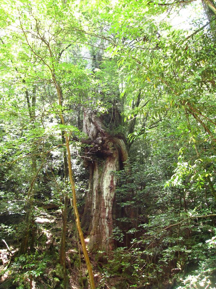 Yakushima Island National Park, World Natural Heritage in Japan 世界自然遺産 屋久島