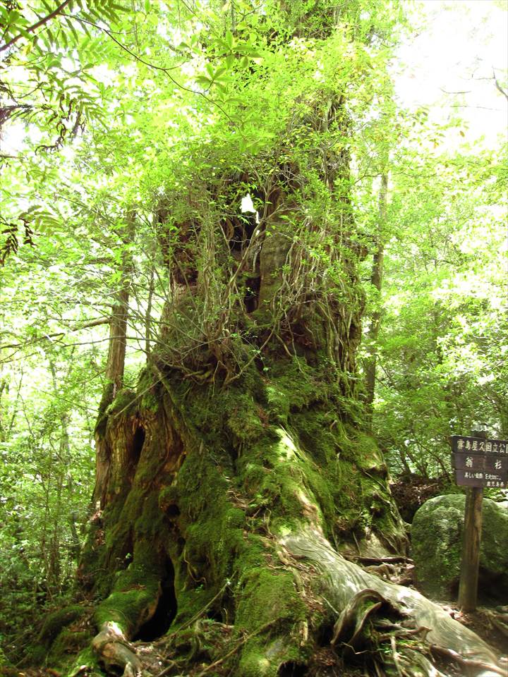 Yakushima Island National Park, World Natural Heritage in Japan 世界自然遺産 屋久島