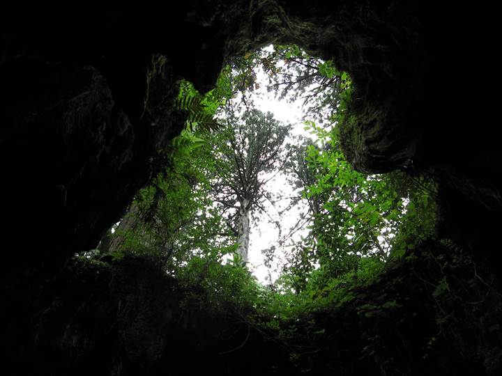 Yakushima Island National Park, World Natural Heritage in Japan 世界自然遺産 屋久島