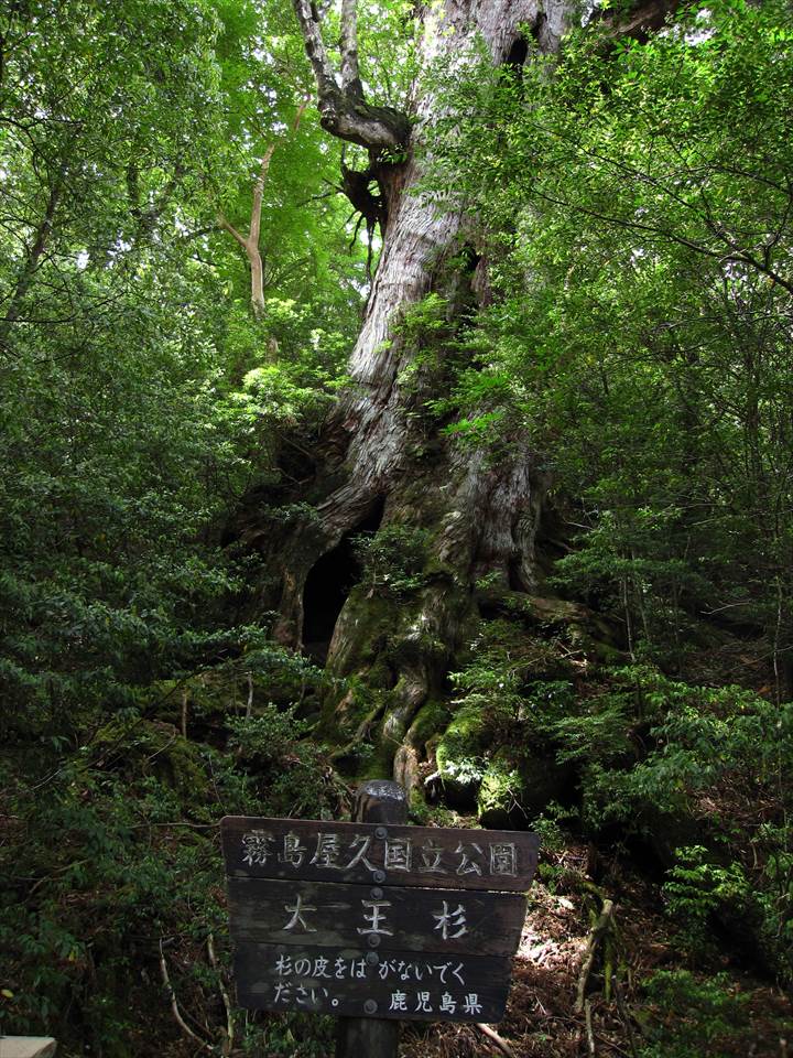 Yakushima Island National Park, World Natural Heritage in Japan 世界自然遺産 屋久島