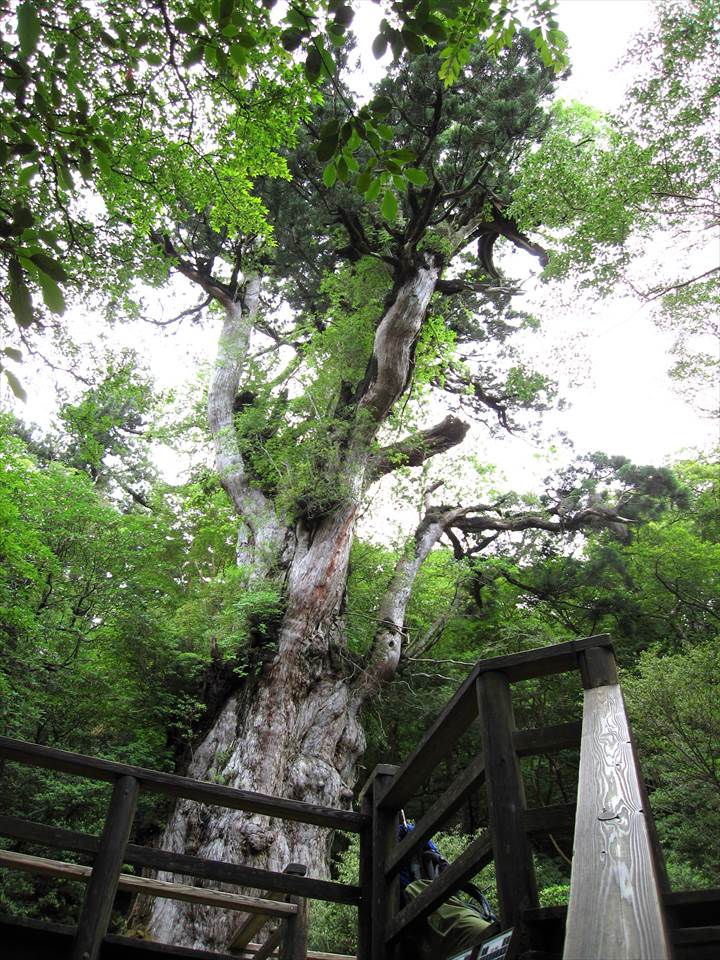 Yakushima Island National Park, World Natural Heritage in Japan 世界自然遺産 屋久島