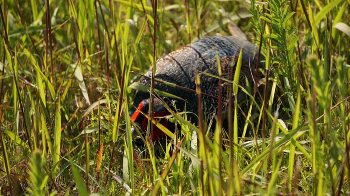 Japanese Pheasant 雉 キジ - Japan's national bird