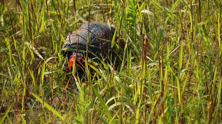 Japanese Pheasant 雉 キジ - Japan's national bird