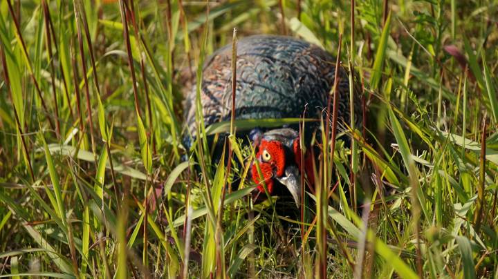 Japanese Pheasant 雉 キジ - Japan's national bird