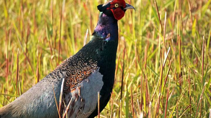 Japanese Pheasant 雉 キジ - Japan's national bird