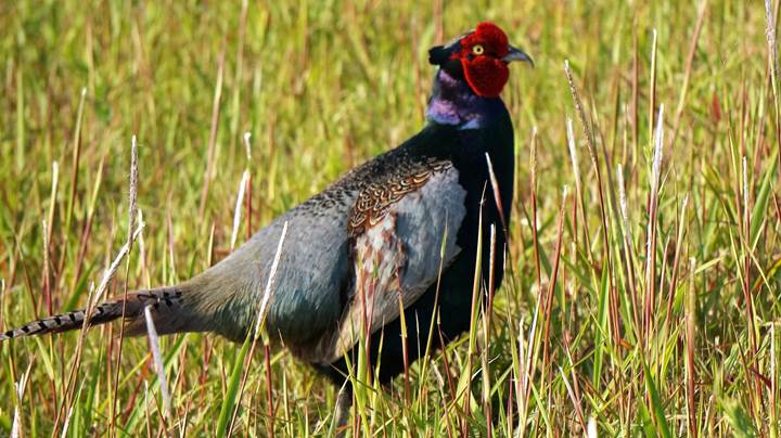 Japanese Pheasant 雉 キジ - Japan's national bird