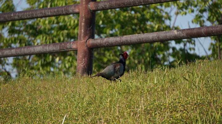 Japanese Pheasant 雉 キジ - Japan's national bird