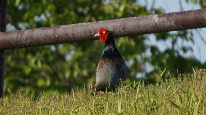 Japanese Pheasant 雉 キジ - Japan's national bird