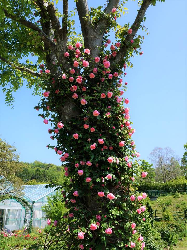 Monet's Garden in Kochi モネの庭 高知