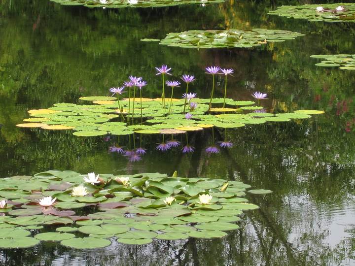 Monet's Garden in Kochi モネの庭 高知