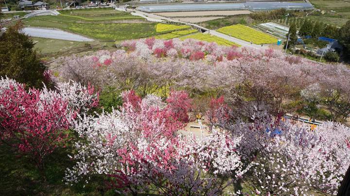 Nishigawa Flower Park in Konan City Kochi Prefecture 高知県香南市 西川花公園