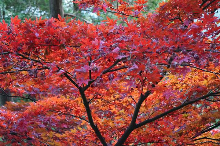 大山 Mt. Oyama 大山阿夫利神社 Oyama Afuri Shrine