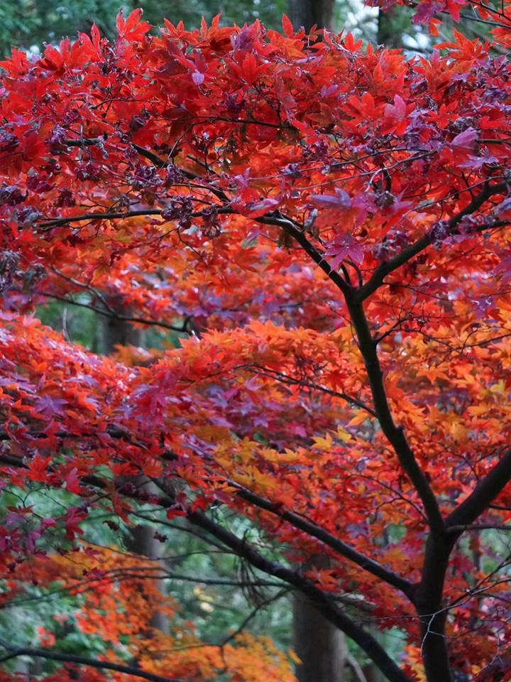 大山 Mt. Oyama 大山阿夫利神社 Oyama Afuri Shrine