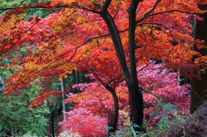 大山 Mt. Oyama 大山阿夫利神社 Oyama Afuri Shrine