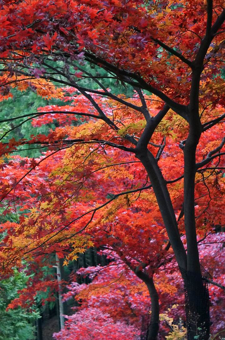 大山 Mt. Oyama 大山阿夫利神社 Oyama Afuri Shrine