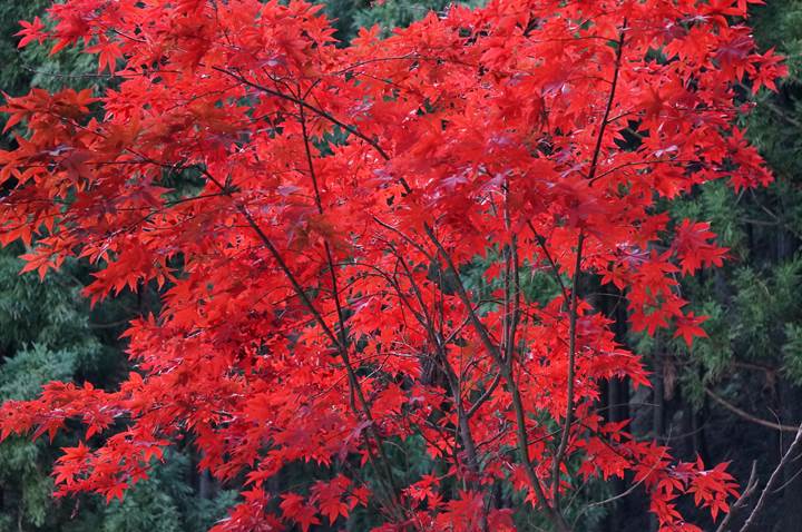 大山 Mt. Oyama 大山阿夫利神社 Oyama Afuri Shrine