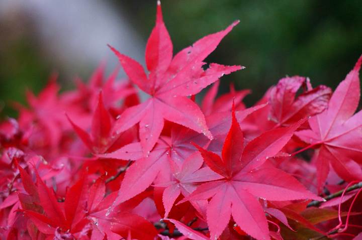 大山 Mt. Oyama 大山阿夫利神社 Oyama Afuri Shrine