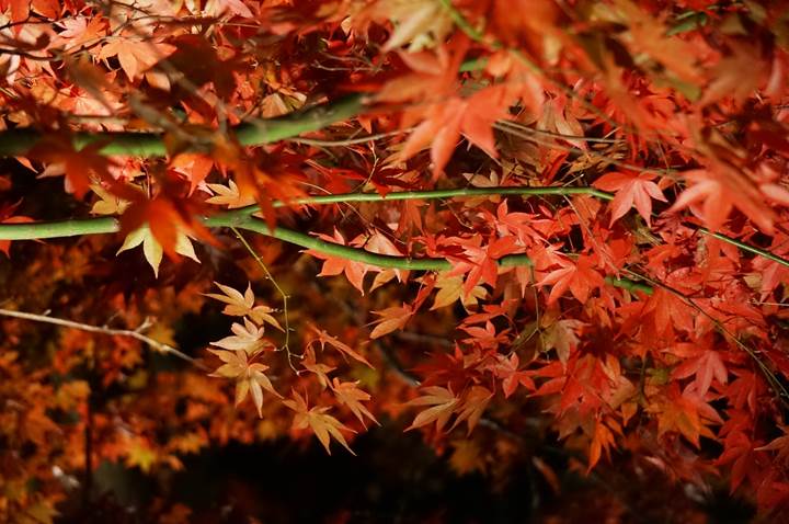 大山 Mt. Oyama 大山寺 Oyama-dera Temple