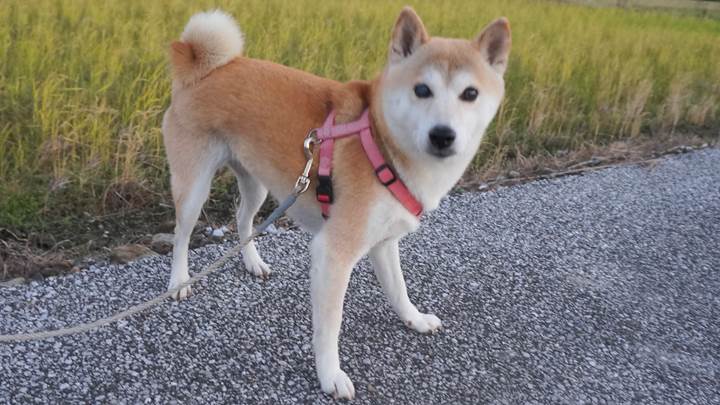 SHIBAINU SHIBAKEN 柴犬