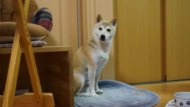 SHIBAINU SHIBAKEN 柴犬