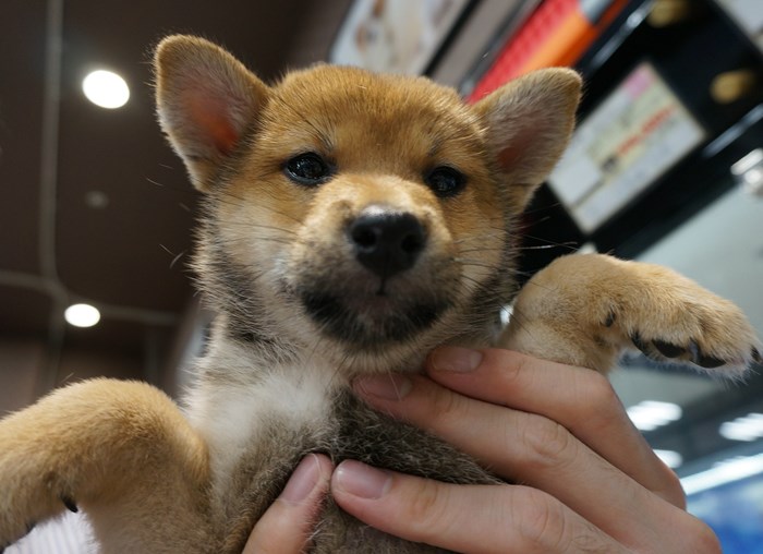 SHIBAINU SHIBAKEN 柴犬