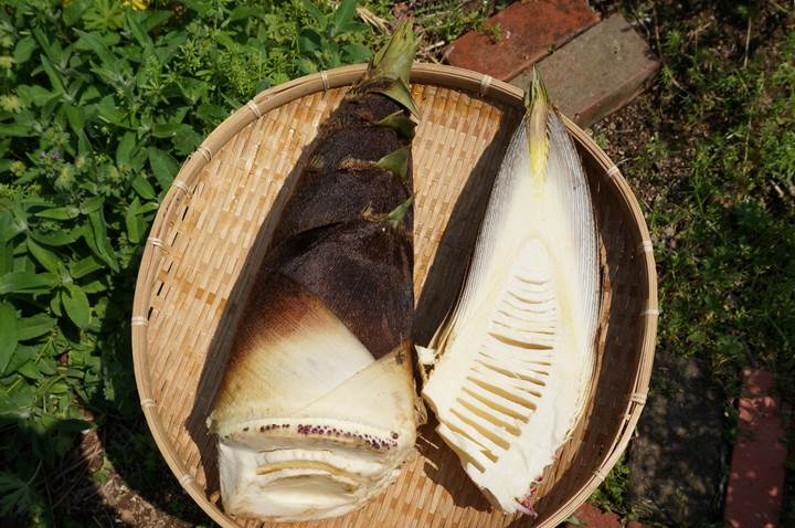 Bamboo shoot たけのこ 筍 竹の子 刺身