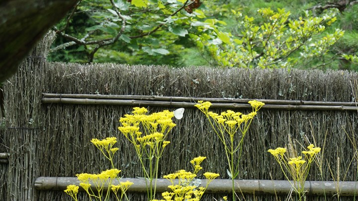 Tokeiji Temple 東慶寺