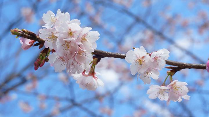 Toneri Park 舎人公園