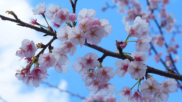 Cherry blossoms 桜