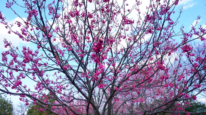 Cherry blossoms 桜