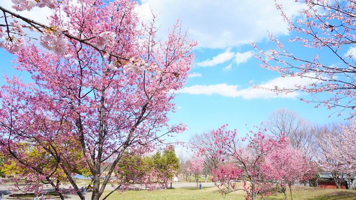 Cherry blossoms 桜