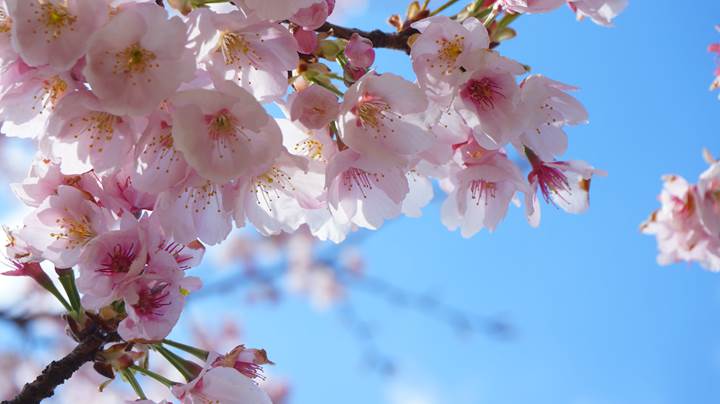 Cherry blossoms 桜