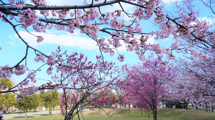 Cherry blossoms 桜
