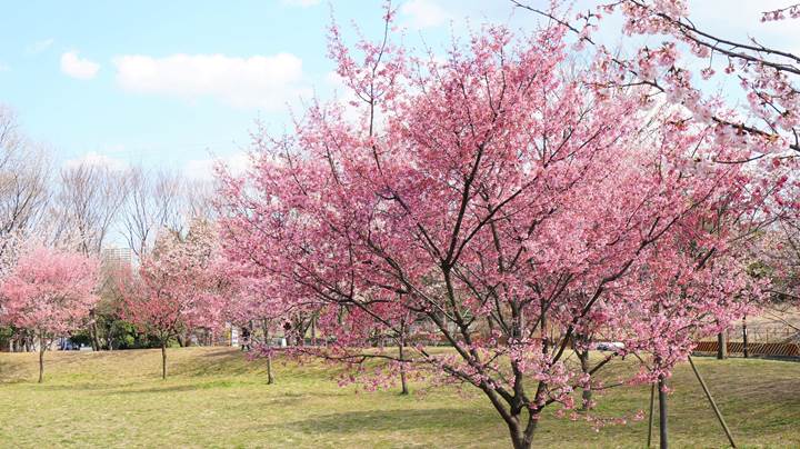 Cherry blossoms 桜