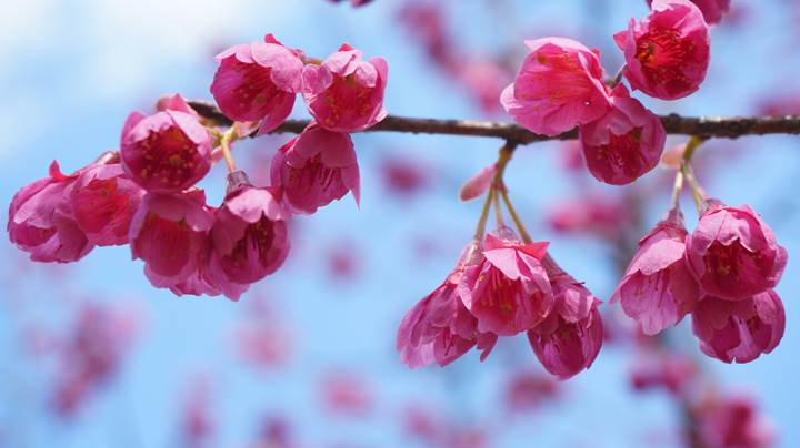 Cherry blossoms 桜