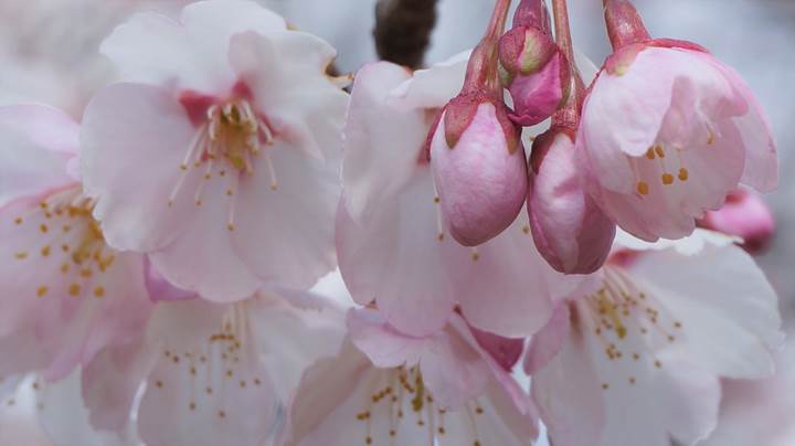 Cherry blossoms 桜