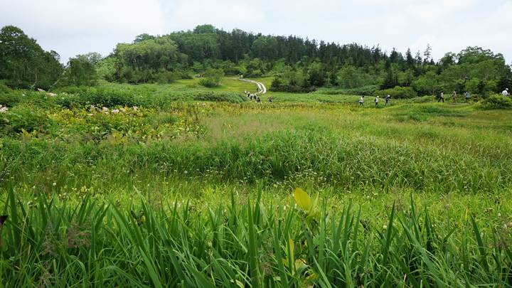 Tsugaike Natural Park 栂池自然園