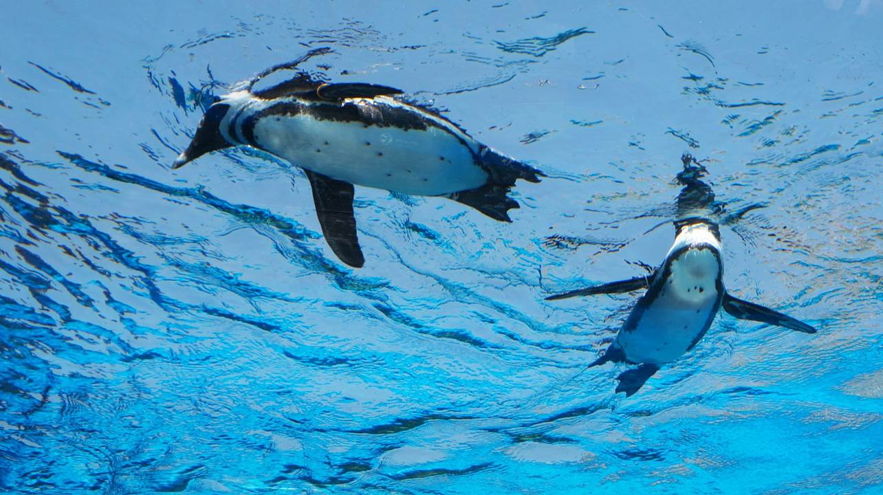 サンシャイン水族館 sunshine aquarium